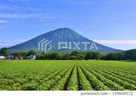 Soybean fields and Mount Yotei (Makkari Village, Hokkaido) 129608572
