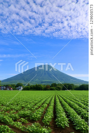 Soybean fields and Mount Yotei (Makkari Village, Hokkaido) 129608573