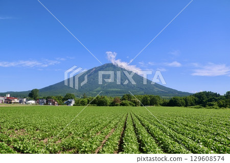 Soybean fields and Mount Yotei (Makkari Village, Hokkaido) 129608574