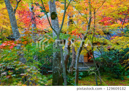 Gio-ji Temple surrounded by autumn leaves Gio-ji Temple surrounded by autumn leaves 129609182