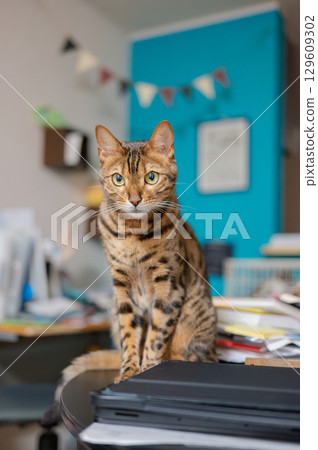 Staring cat (Bengal cat) 129609302