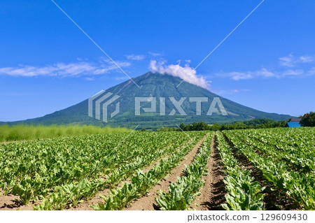 Sugar beet fields and Mount Yotei (Makkari Village, Hokkaido) 129609430