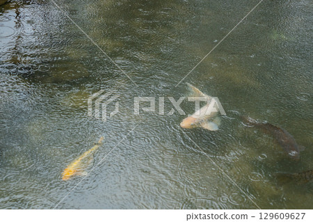 A photo of Shokado Park in Yawata City, Kyoto Prefecture, on a rainy day A photo of Shokado Park in Yawata City, Kyoto Prefecture, on a rainy day 129609627