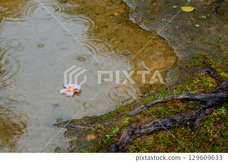 京都府八幡市松花堂公園雨天照片 京都府八幡市松花堂公園雨天照片 129609633