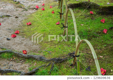 京都府八幡市松花堂公園雨天照片 京都府八幡市松花堂公園雨天照片 129609636