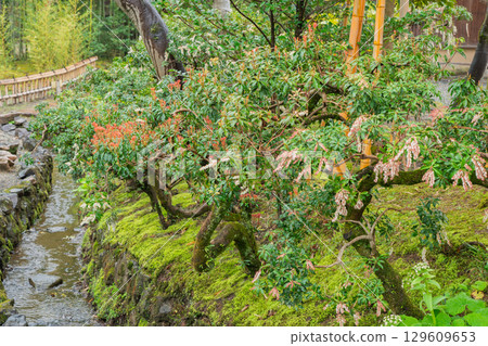 A photo of Shokado Park in Yawata City, Kyoto Prefecture, on a rainy day 129609653