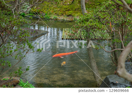 京都府八幡市松花堂公園雨天照片 京都府八幡市松花堂公園雨天照片 129609666