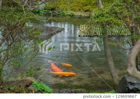京都府八幡市松花堂公園雨天照片 京都府八幡市松花堂公園雨天照片 129609667