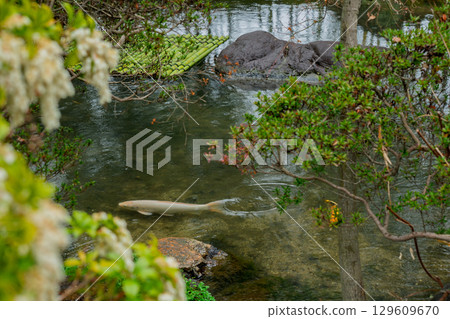 A photo of Shokado Park in Yawata City, Kyoto Prefecture, on a rainy day 129609670