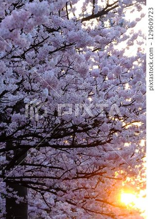 春日傍晚的聖德中學舊址 129609723