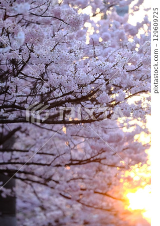 Former Seitoku Junior High School site on a spring evening 129609725