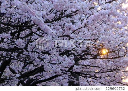 Former Seitoku Junior High School site on a spring evening 129609732