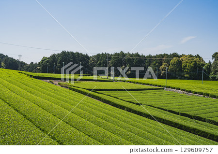 島田市仲條影秋像公園週邊的茶園風景(靜岡縣) 島田市仲條影秋像公園週邊的茶園風景(靜岡縣) 129609757