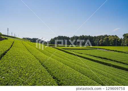 Scenery of tea fields around Nakajo Kageaki Statue Park in Shimada City (Shizuoka Prefecture) 129609758