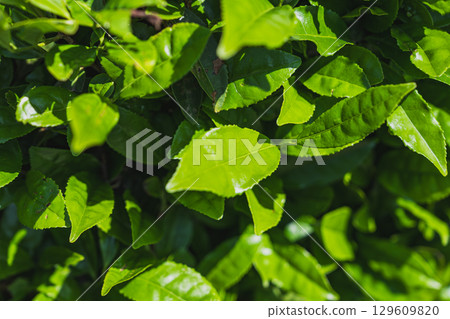 A view of Makinohara Tea Plantation in Shimada City (Shizuoka Prefecture) 129609820