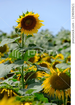 Midsummer Sunflower 129609821