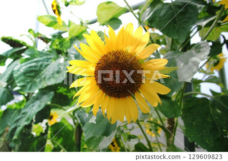 Summer flowers 129609823
