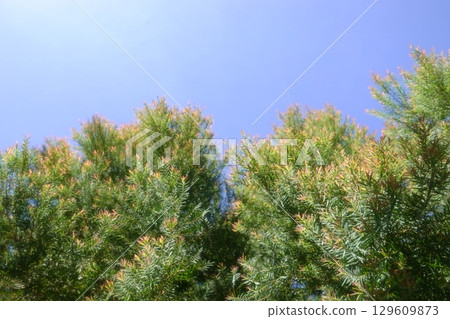 green, tea, tree 129609873