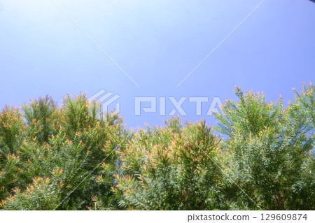 Melaleuca bracteata macro leaves small world Melaleuca bracteata macro leaves small world 129609874