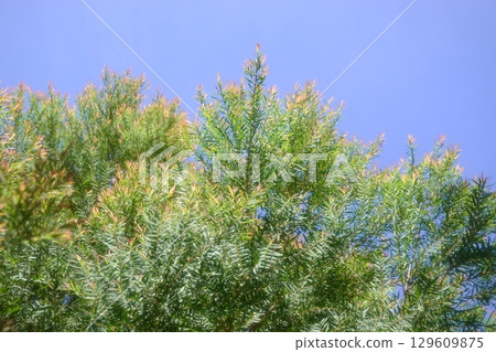 green, leaf, tea 129609875