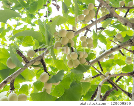 銀杏樹上長出的銀杏果 129609899