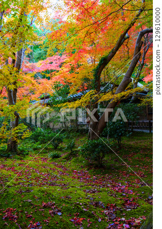Gio-ji Temple surrounded by autumn leaves 129610000