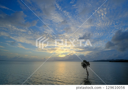A single mangrove on Ishigaki Island 129610056