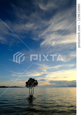 石垣島的一座紅樹林 129610060