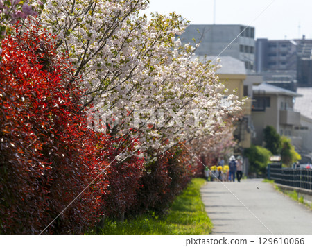 A riverside view lined with double cherry blossom trees A riverside view lined with double cherry blossom trees 129610066