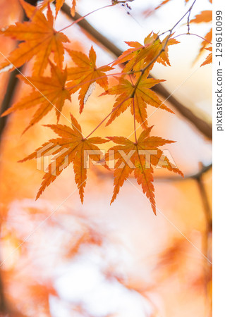 Autumn leaves of National Musashi Hills Forest Park Autumn leaves of National Musashi Hills Forest Park 129610099