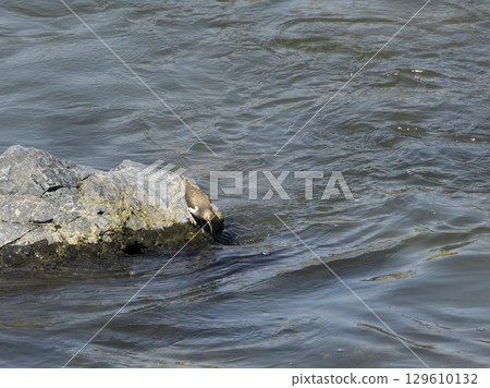 Sandpiper on a river rock Sandpiper on a river rock 129610132