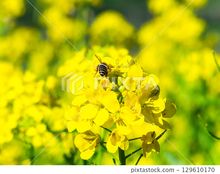 春天的消息：油菜花盛開，可愛的蜜蜂在採花蜜 129610170