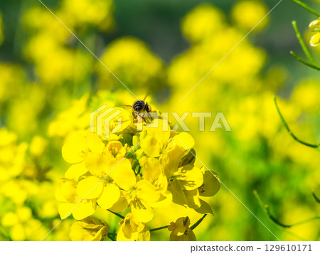 Spring News: A cute honeybee collecting nectar in a field of blooming rapeseed flowers Spring News: A cute honeybee collecting nectar in a field of blooming rapeseed flowers 129610171