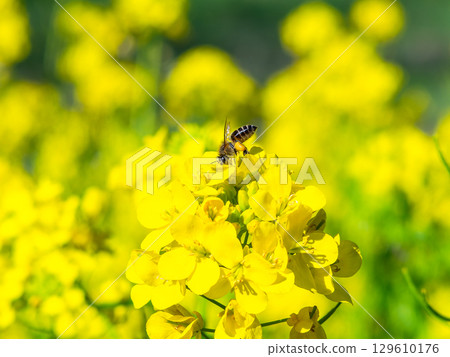 Spring News: A cute honeybee collecting nectar in a field of blooming rapeseed flowers 129610176