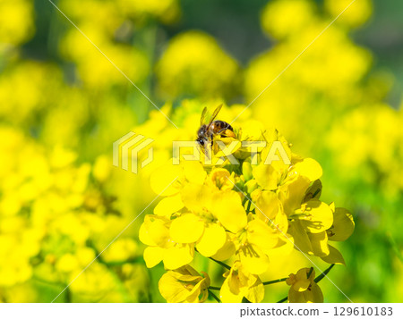 春天的消息:油菜花盛開,可愛的蜜蜂在採花蜜 春天的消息:油菜花盛開,可愛的蜜蜂在採花蜜 129610183