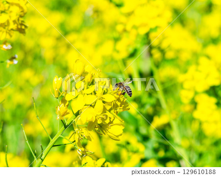 Spring News: A cute honeybee collecting nectar in a field of blooming rapeseed flowers Spring News: A cute honeybee collecting nectar in a field of blooming rapeseed flowers 129610188