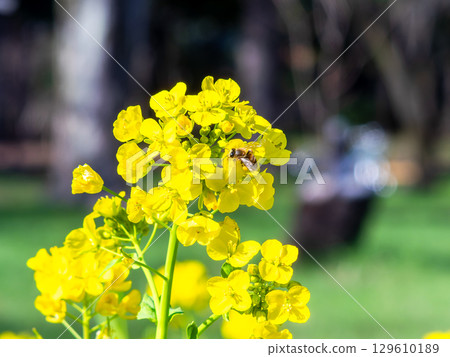 春天的消息:油菜花盛開,可愛的蜜蜂在採花蜜 春天的消息:油菜花盛開,可愛的蜜蜂在採花蜜 129610189