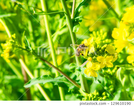 春天的消息:油菜花盛開,可愛的蜜蜂在採花蜜 春天的消息:油菜花盛開,可愛的蜜蜂在採花蜜 129610190