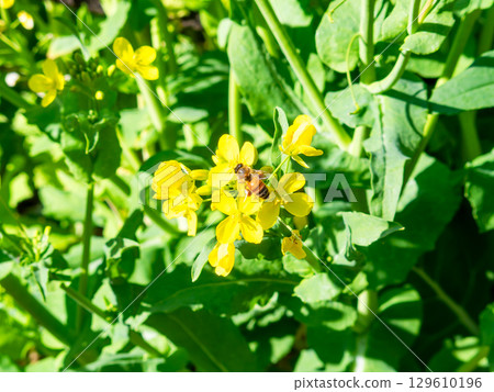 Spring News: A cute honeybee collecting nectar in a field of blooming rapeseed flowers 129610196