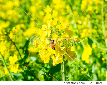 Spring News: A cute honeybee collecting nectar in a field of blooming rapeseed flowers 129610205