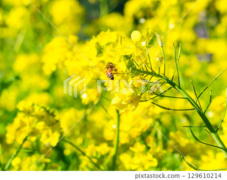 Spring News: A cute honeybee collecting nectar in a field of blooming rapeseed flowers Spring News: A cute honeybee collecting nectar in a field of blooming rapeseed flowers 129610214