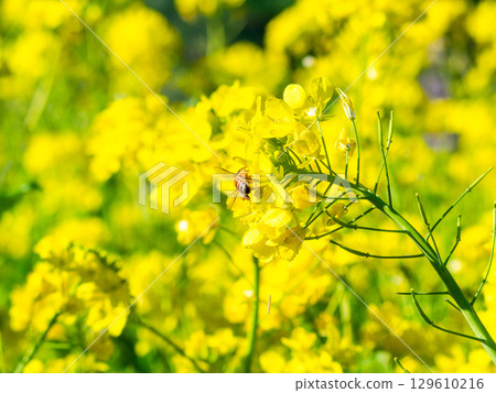Spring News: A cute honeybee collecting nectar in a field of blooming rapeseed flowers 129610216