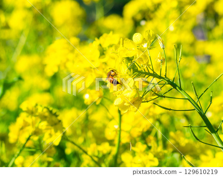 Spring News: A cute honeybee collecting nectar in a field of blooming rapeseed flowers 129610219