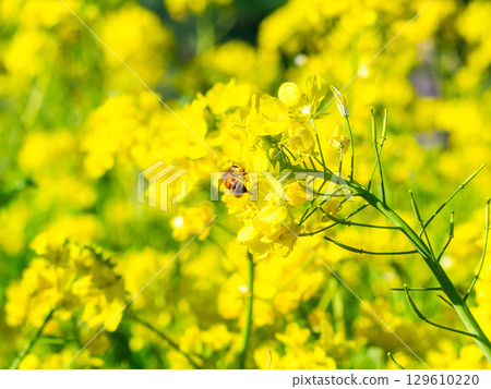 Spring News: A cute honeybee collecting nectar in a field of blooming rapeseed flowers 129610220