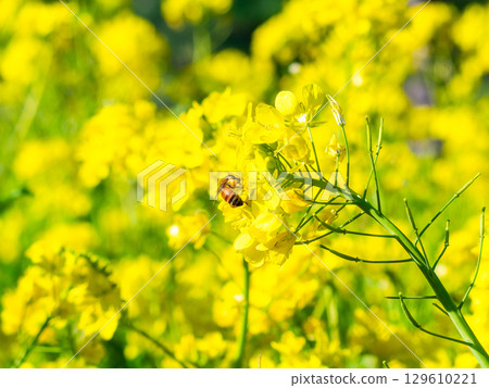 Spring News: A cute honeybee collecting nectar in a field of blooming rapeseed flowers 129610221