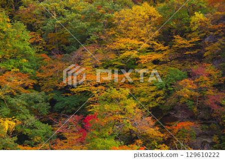 Fukushima autumn leaves 129610222