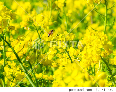 春天的消息：油菜花盛開，可愛的蜜蜂在採花蜜 129610239