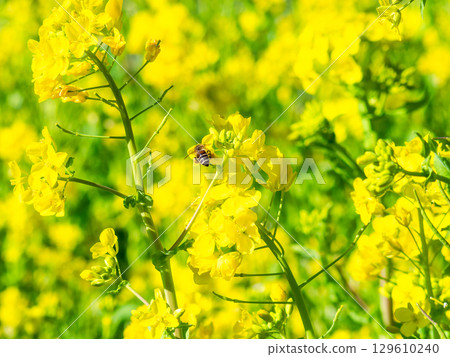 春天的消息：油菜花盛開，可愛的蜜蜂在採花蜜 129610240