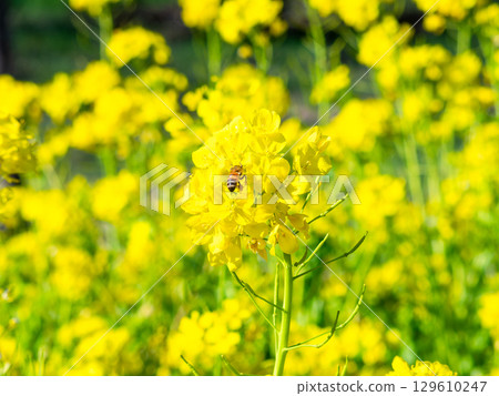 Spring News: A cute honeybee collecting nectar in a field of blooming rapeseed flowers 129610247