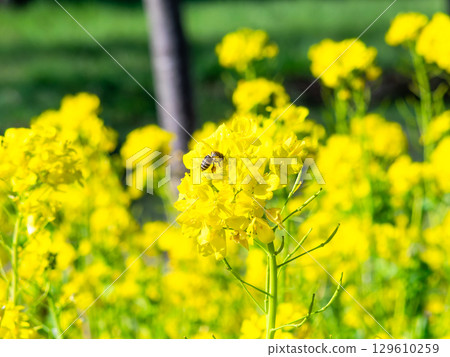 Spring News: A cute honeybee collecting nectar in a field of blooming rapeseed flowers Spring News: A cute honeybee collecting nectar in a field of blooming rapeseed flowers 129610259